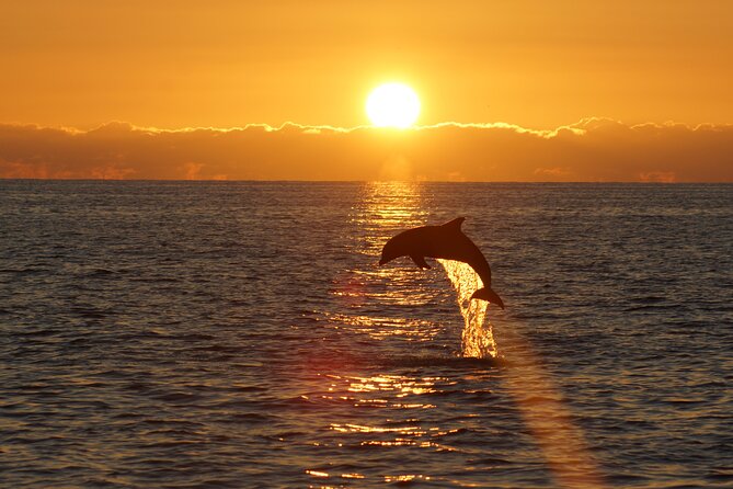 2-Hour Dolphin Guided Safari NP Brijuni from Fazana - Aboard Boat Galeb