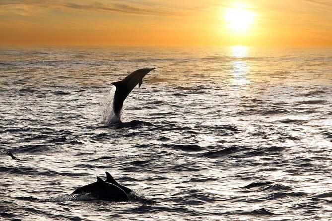 2-Hour Dolphin Guided Safari NP Brijuni from Fazana - What the two-hour route feels like