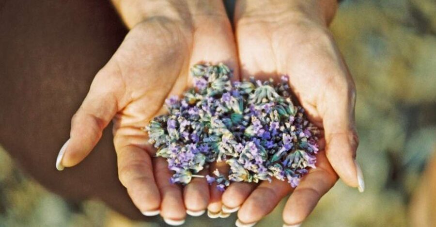3-Hour Lavender Tour from Hvar - Why Hvar’s lavender story matters