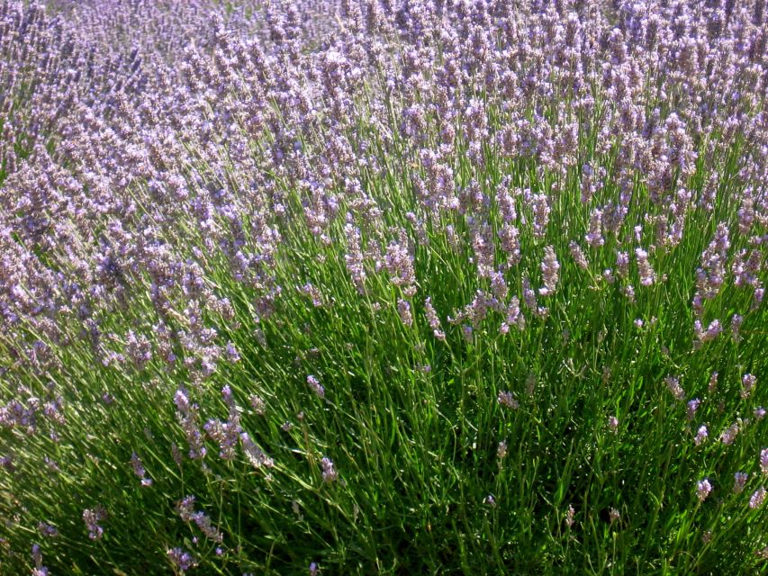 3-Hour Lavender Tour from Hvar - St. Rok Chapel and the road back
