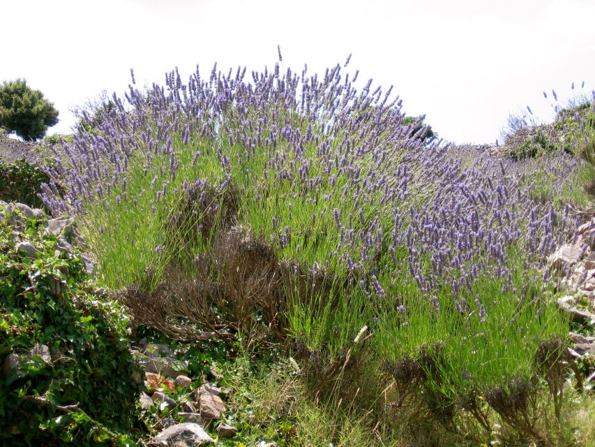3-Hour Lavender Tour from Hvar - What $159 buys you