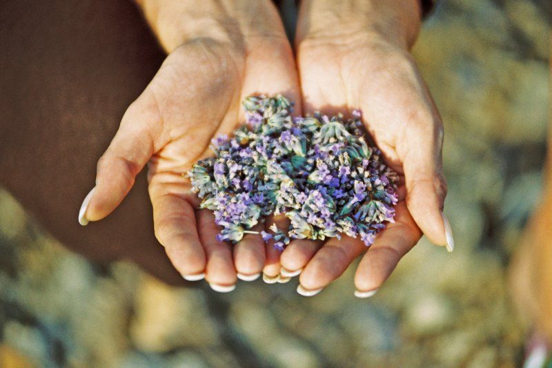 3-Hour Lavender Tour from Hvar - Who will enjoy this outing most