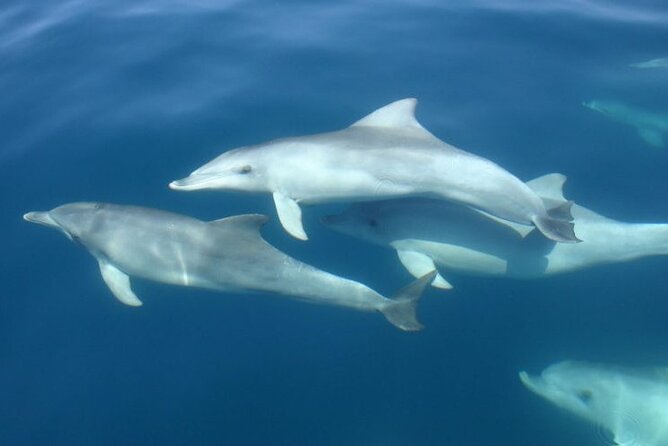 3hours all inclusive Sunset&Dolphin Tour from Medulin on Sandra - Practical details before you reserve