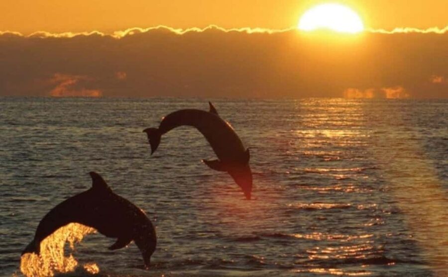 3hours Dolphin Sunset watching with unlimited drinks +dinner - Why this Medulin boat trip works so well