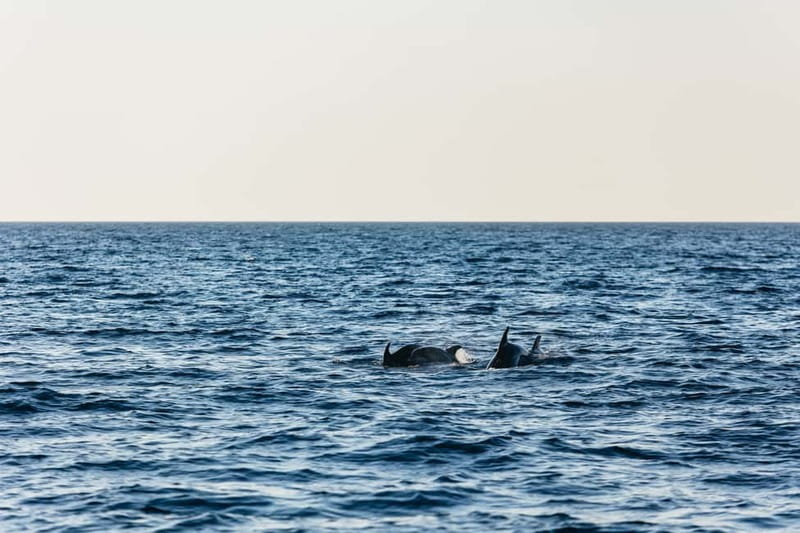 3hours Dolphin Sunset watching with unlimited drinks +dinner - Looking for dolphins in open water