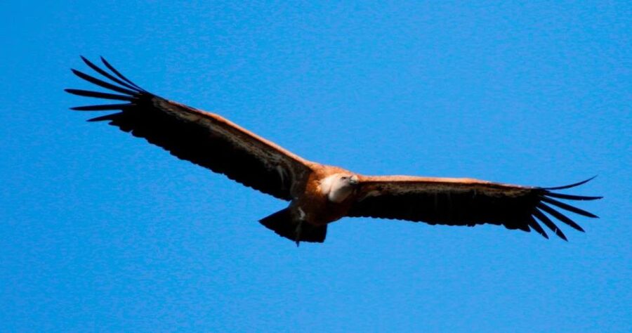 5h Plavnik Island: Swim & Snorkel with Capt. Bobo (Public) - What the wildlife sightings are really worth