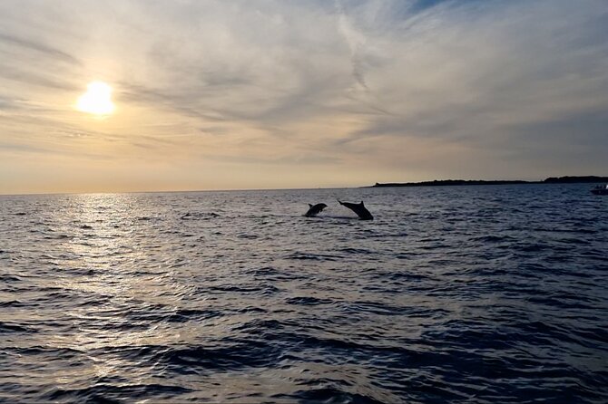 Beautiful Sunset and Dolphin Watching - The unexpected gull show