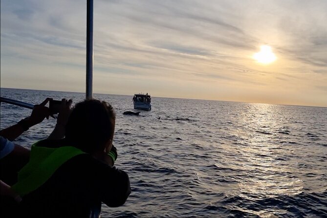 Beautiful Sunset and Dolphin Watching - Is $36.30 a fair price?