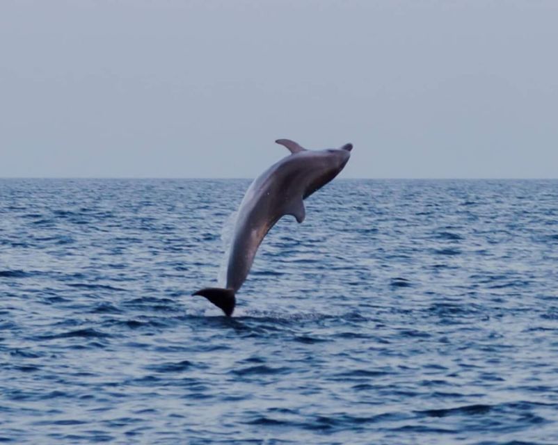 Brijuni Islands: Sunset & Dolphins private boat tour - The dolphin search and what to expect