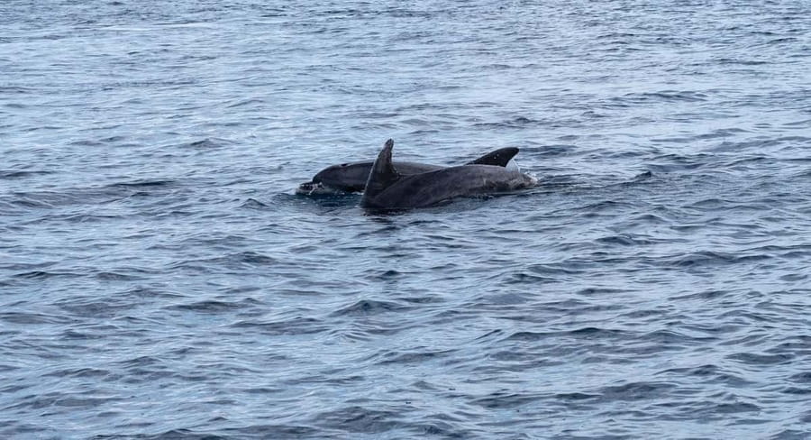 Brijuni Islands: Sunset & Dolphins private boat tour - Seventy-five minutes around Brijuni National Park