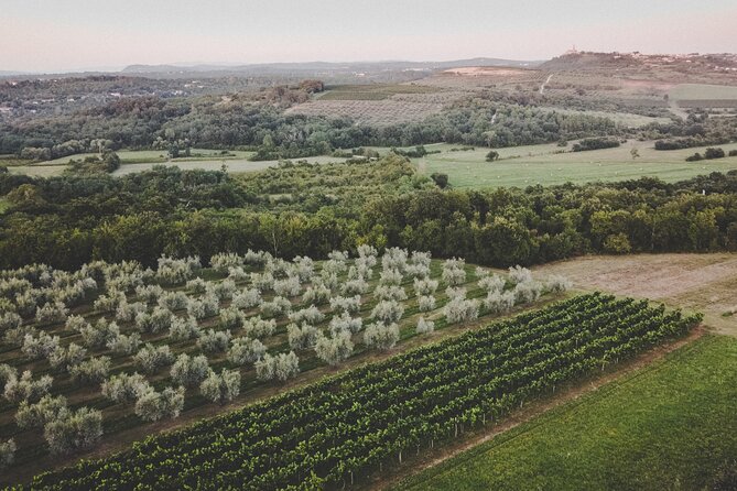Buje: Authentic Istrian family farm, guided walk, foods & wine - Who should book this experience?