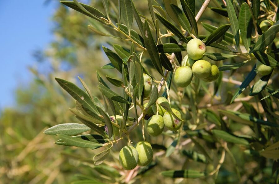Cres: Olive Oil Walking Tour with Tastings - Why Cres Olive Oil Makes a Good Island Experience