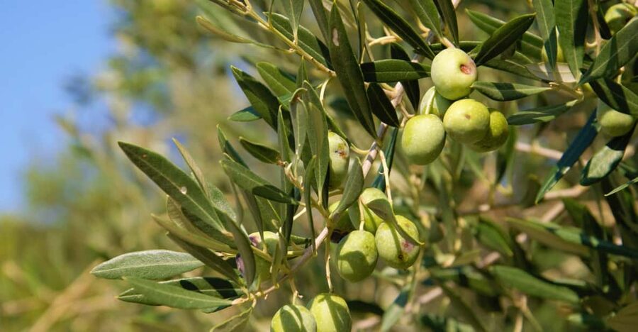 Cres: Olive Oil Walking Tour with Tastings - The 45 to 60 Minute Walk Through Old Groves