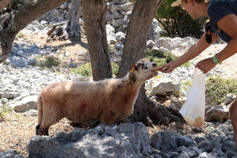 Cres: Olive Oil Walking Tour with Tastings - Learning to Taste Oil Instead of Simply Swallowing It