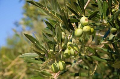 Cres: Olive Oil Walking Tour with Tastings