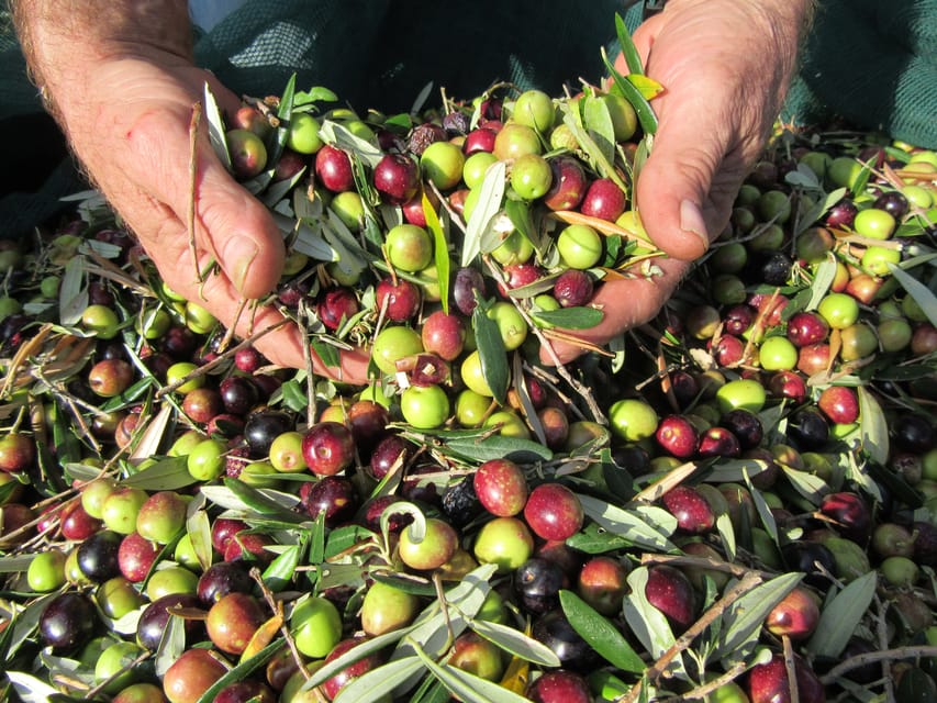 Cres: Olive Oil Walking Tour with Tastings - Homemade Jams Made From Island Ingredients