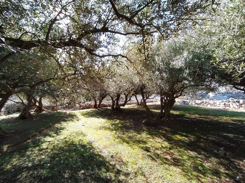 Cres: Olive Oil Walking Tour with Tastings - What the $47 Price Covers