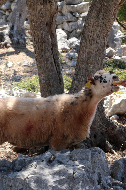 Cres: Olive Oil Walking Tour with Tastings - Should You Book the Cres Olive Oil Walking Tour?