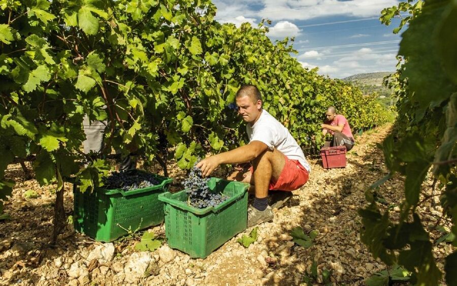 Dalmatian Delights: Food & Wine Tour from Split or Trogir - The first hour: leaving Split or Trogir