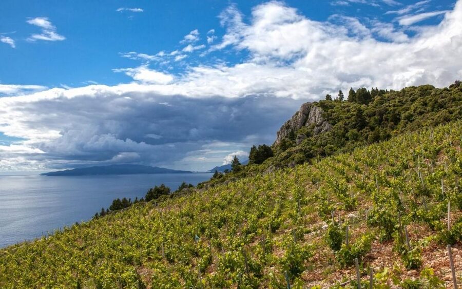 Day Tour from Dubrovnik - Korčula and Pelješac Wine Tasting - Key points to know before booking