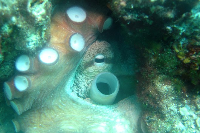 Diving day tour with 2 dives - Why this Tučepi outing works well for a full day