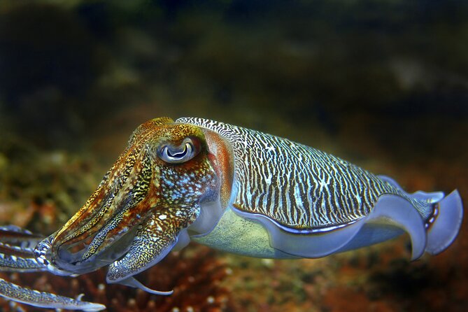 Diving day tour with 2 dives - Choosing between Hvar, Brač, and the coast