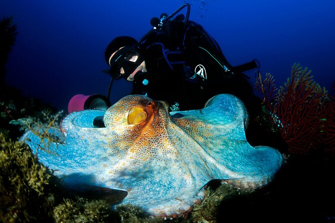 Diving day tour with 2 dives - The first underwater session