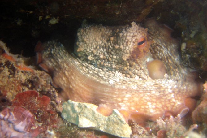 Diving day tour with 2 dives - The second session and return to Tučepi