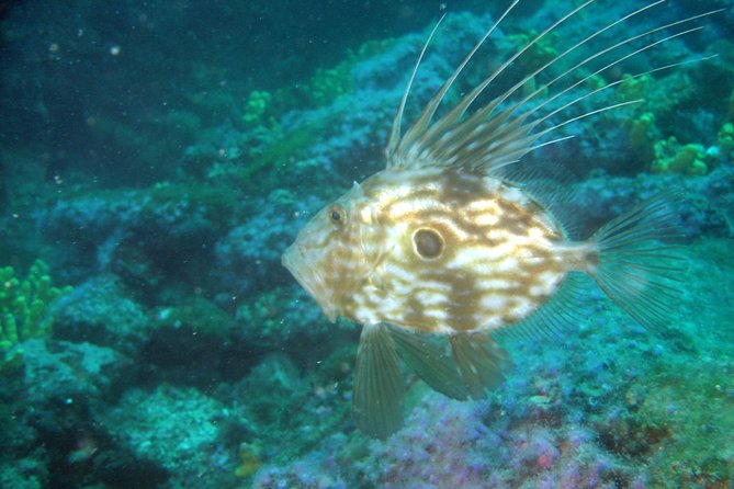 Diving day tour with 2 dives - Meeting at 9:30 a.m. in Tučepi