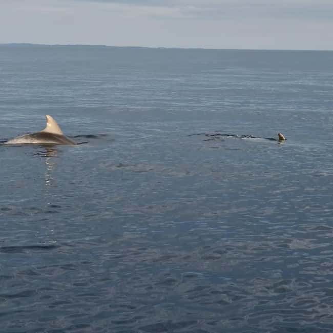 Dolphin private sunset tour Rovinj - Key points to know before booking