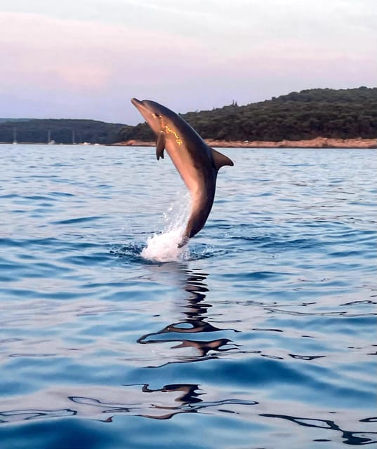 Dolphin private sunset tour Rovinj - Seeing Rovinj from the water