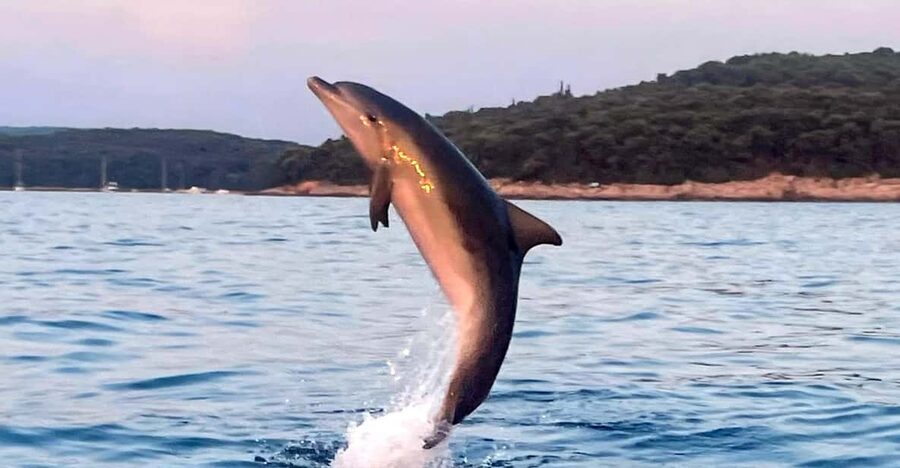 Dolphin private sunset tour Rovinj - Returning to harbor after sunset