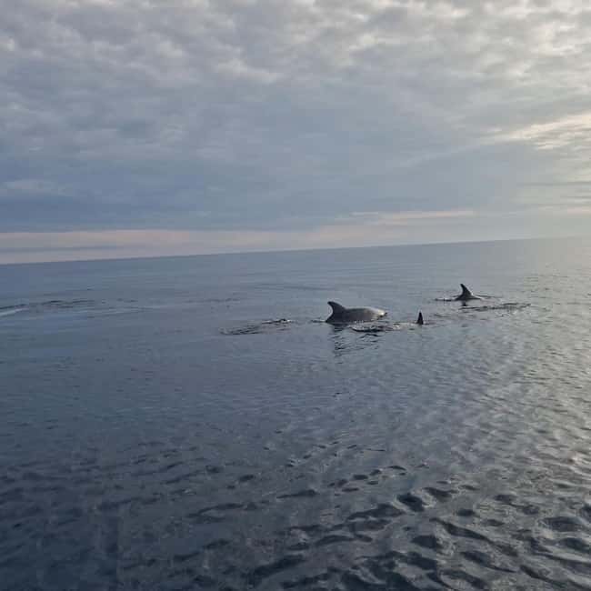 Dolphin private sunset tour Rovinj - Leaving Rovinj from three convenient piers