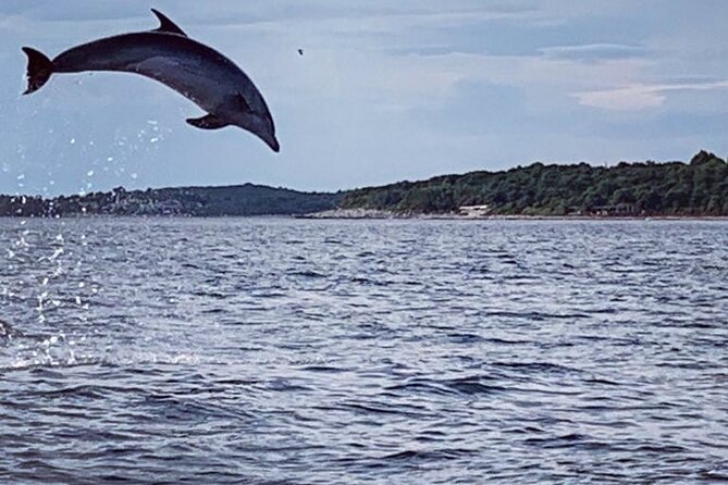 Dolphin Sunset Adventure with Speedboat - Key points to know before you go
