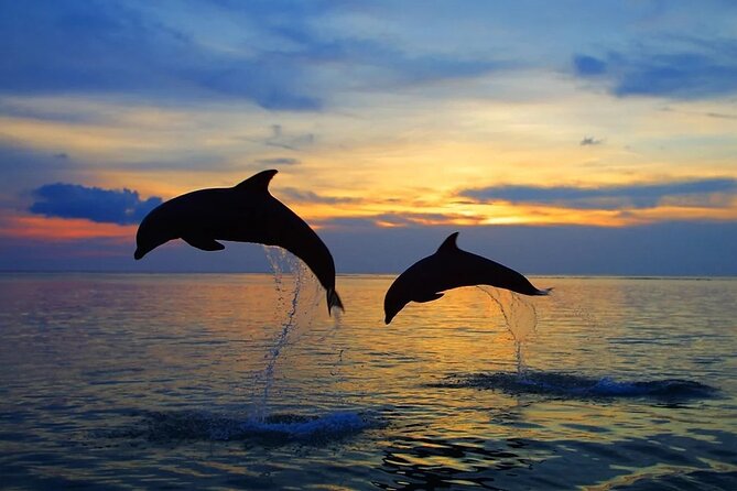 Dolphin Sunset Adventure with Speedboat - The skippers make a difference