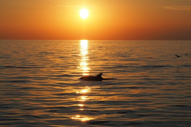 Dolphin Sunset Adventure with Speedboat - Who should book this sunset dolphin trip?