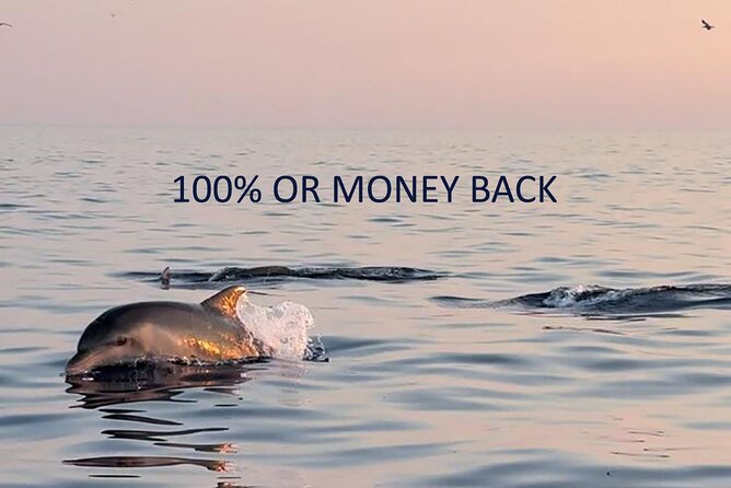 Dolphin Sunset Adventure with Speedboat - Watching dolphins without chasing them