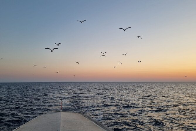 Dolphin & Sunset tour with Brijuni panorama - Looking for dolphins off the Brijuni coast
