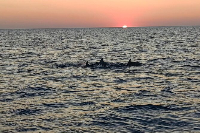 Dolphin & Sunset tour with Brijuni panorama - Is the 40-person limit comfortable?