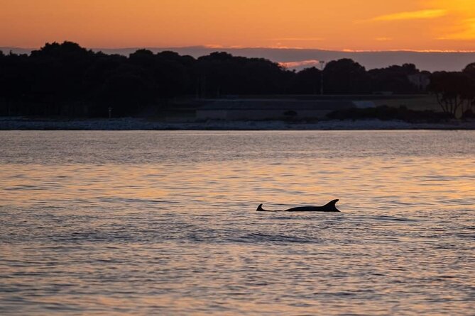 Dolphin & Sunset tour with Brijuni panorama - Weather, cancellations, and timing details