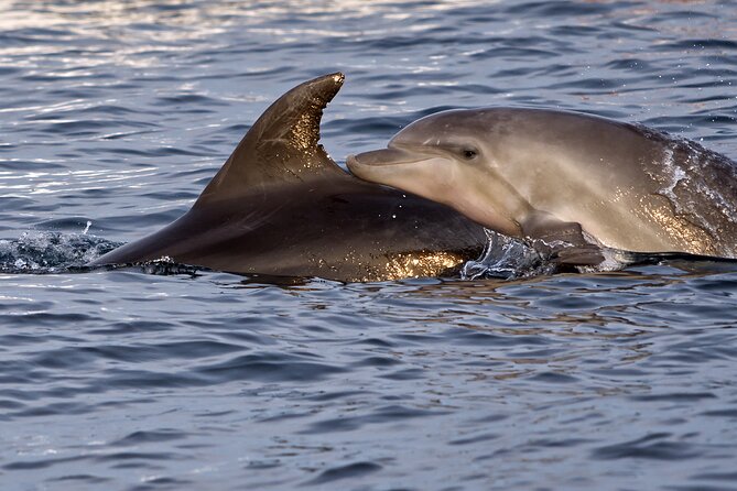 DOLPHIN WATCHING | Pula Boat - Sunset, fruit, and drinks aboard