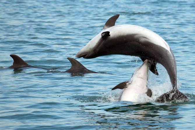 DOLPHIN WATCHING | Pula Boat - Cruising along the Brijuni coast