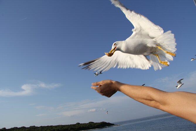 Dolphin Watching Sunset Boat Trip in Pula with Dinner - Who should book this Pula sunset cruise?
