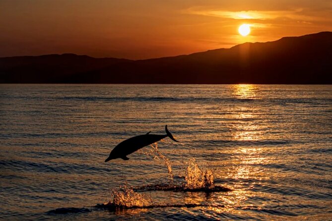 Dolphin Watching Tour – 85% Chance – Drinks & Dinner Included - Key Points to Know Before You Sail