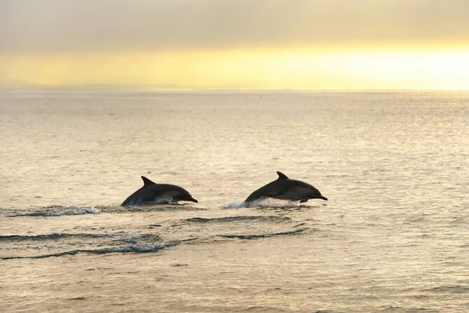 Dolphin Watching Tour – 85% Chance – Drinks & Dinner Included - Dinner on Board: Useful, Filling, and Simple