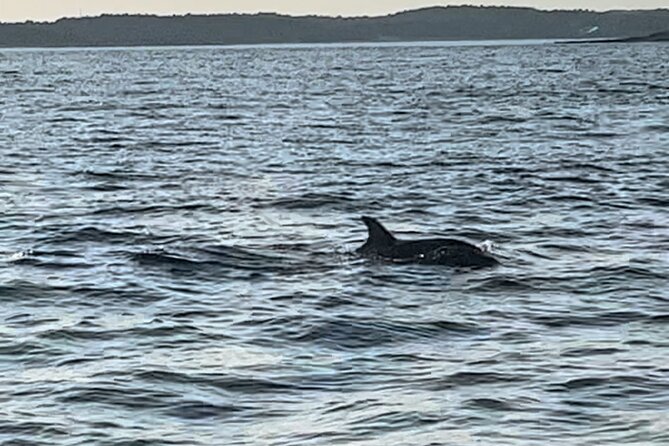 Dolphin Watching Tour – 85% Chance – Drinks & Dinner Included - Drinks, Music, and the Party Boat Question