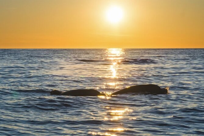 Dolphin Watching Tour – 85% Chance – Drinks & Dinner Included - How Much Value Do You Get for $54.42?