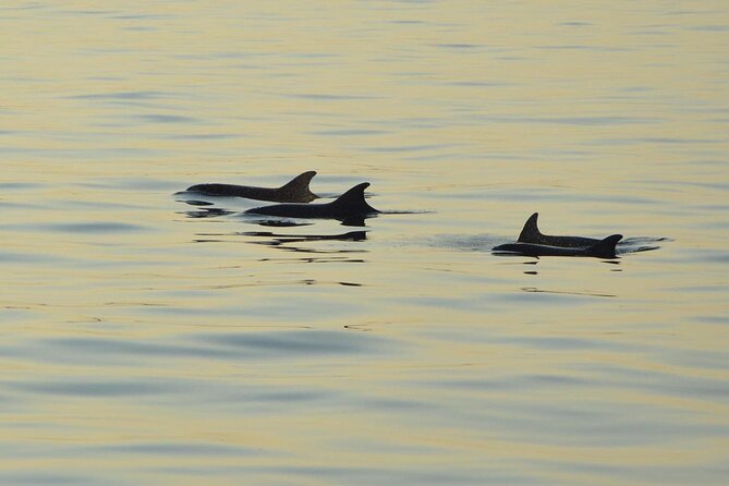 Dolphin Watching Tour – 85% Chance – Drinks & Dinner Included - Porer Lighthouse and Its Austro-Hungarian Past