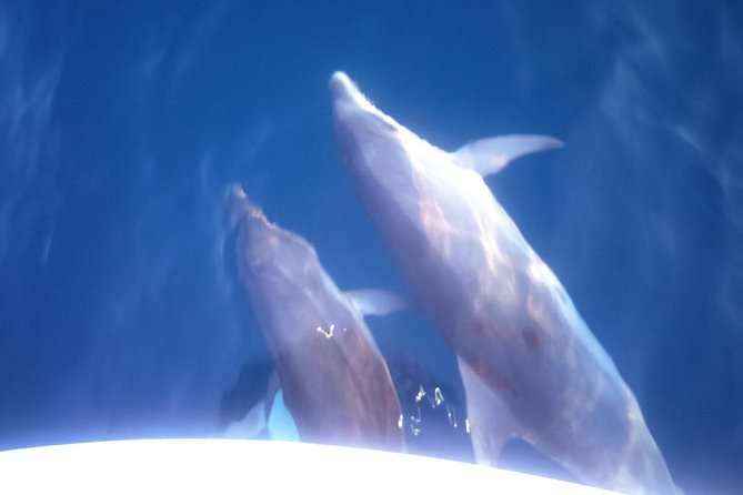 Dolphins Watching in the National Park Brijuni from Pula - A sunset cruise from Pula with dolphins as the bonus