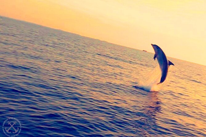 Dolphins Watching in the National Park Brijuni from Pula - Unlimited drinks, with a relaxed but basic feel